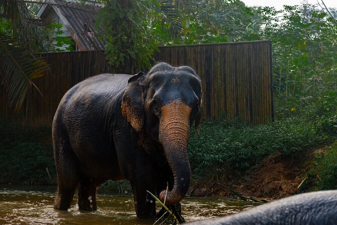 2-Hour Guided Eco-Tour & Transfer to Khaolak Elephant Sanctuary - Common Questions
