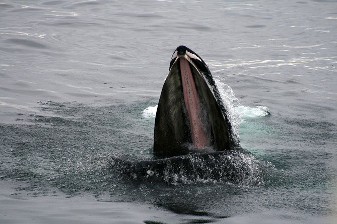 2-Hour RIB Boat Whale Watching Tour From Reykjavik - Customer Feedback and Flexibility