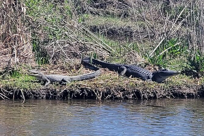 2 Hours Boat Tour in Louisiana Bayous Near New Orleans - Reviews and Support