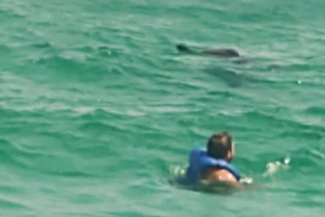 2 Hours Swim With the Dolphins in Panama City - Dolphin Encounter Experience