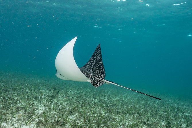 2-Tank Morning or Afternoon Dives in Playa Del Carmen Certified Divers Only - Weather Policy and Cancellation