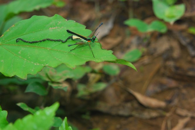 3-Day Eco Amazonia Lodge in the Amazon Jungle ECOMAGICO - Important Information