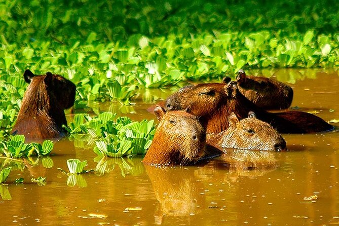 3 Day Iquitos Jungle Adventure at Muyuna Lodge - The Sum Up