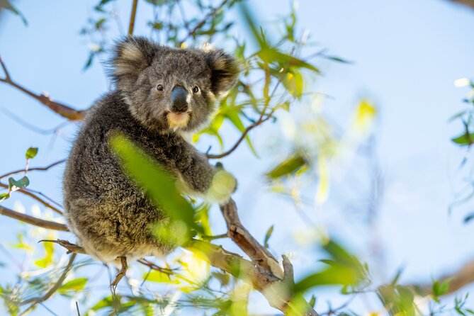 3-Day Kangaroo Island Adventure Tour - Reviews and Ratings