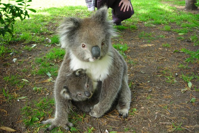 3-Day Private Adelaide to Melbourne Tour - Common Questions