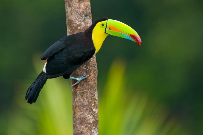 3 Day Tambopata Amazon Jungle Tour at Posada Amazonas - COVID Testing Requirements