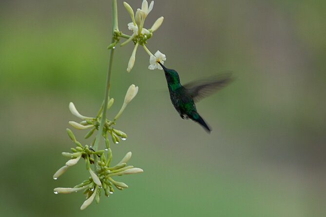 3-Days Wildlife Tour to the Tamshiyacu-Tahuayo Reserve at Curassow Amazon Lodge - Meals Provided During the Tour