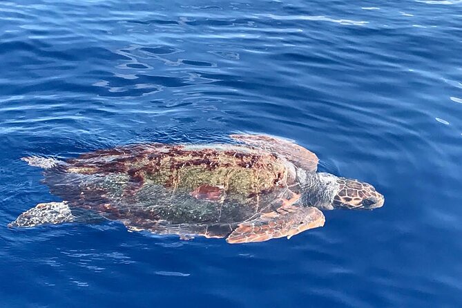 3-Hour Sunset Boat Trip With Dolphin Watching - Terms & Conditions