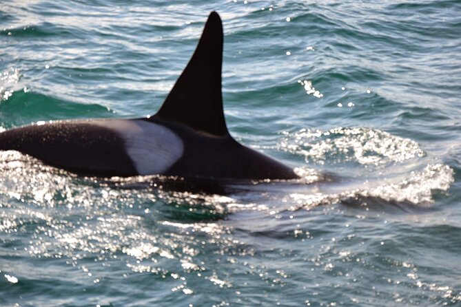 3 Hour Whale Watching Tour in Reykjavík Old Harbour - The Sum Up