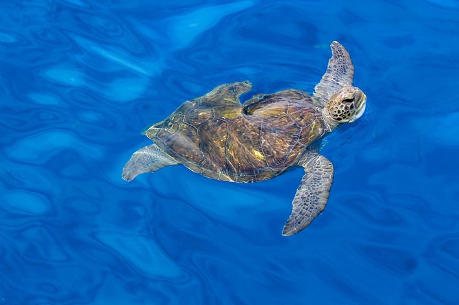 3 Hours All Inclusive Whale and Dolphin Whatching Yacht Trip - Common Questions