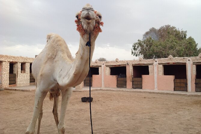 3 Hours Camel Ride in Essaouira With Dinner and Overnight in Berber Camp - The Sum Up