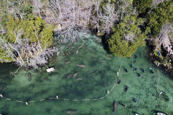 3 Hours Manatee Swim Tour in Florida - The Sum Up