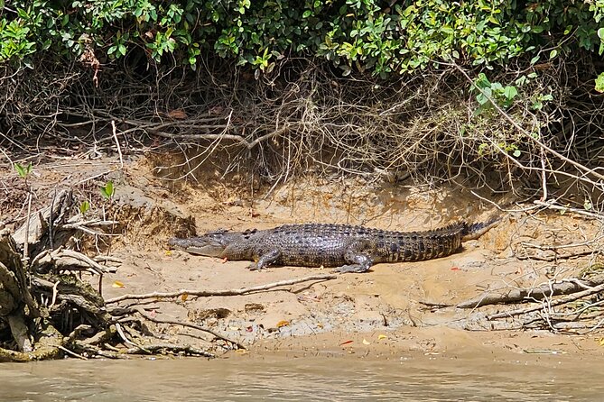 3B Daintree Rainforest, Mossman Gorge, Crocodile Wildlife Cruise - Planning Your Visit to Daintree Rainforest
