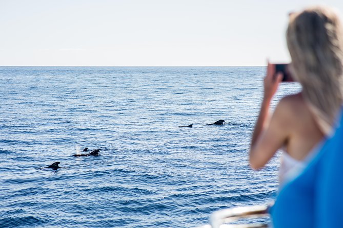 3H Catamaran Dolphin & Whale Watching! Drinks, Swimming & Lunch - Booking Details