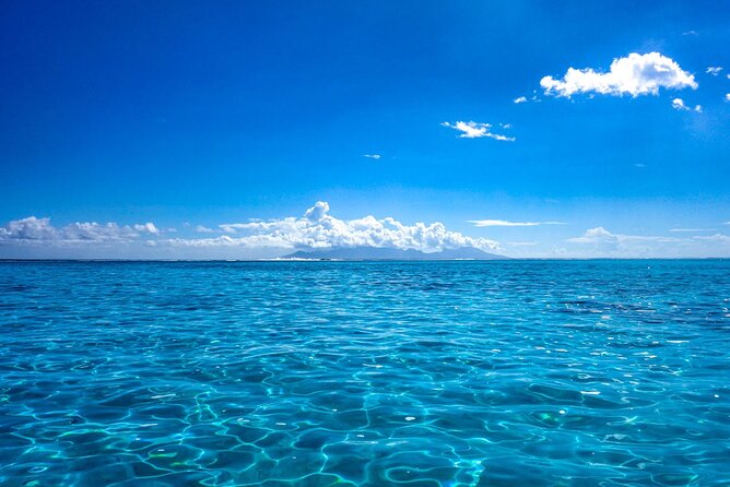 3h Dolphin and Snorkeling Tour in a Wild Lagoon With Mobydick - Common Questions