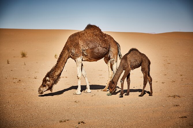 4 Days and 3 Nights From Marrakech to Marrakech via Desert - Day 4: Ouarzazate to Marrakech
