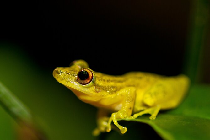 4 Days Tour to Tambopata National Reserve - Accommodation Options in Tambopata