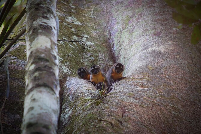 4-Days Wildlife Tour in the Tamshiyacu-Tahuayo Reserve at Curassow Amazon Lodge - Overview and Activities