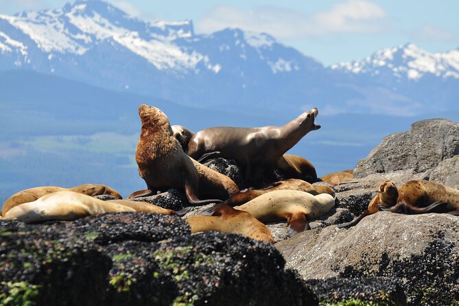 4 Hour Covered Boat Whale and Wildlife Tour - The Sum Up