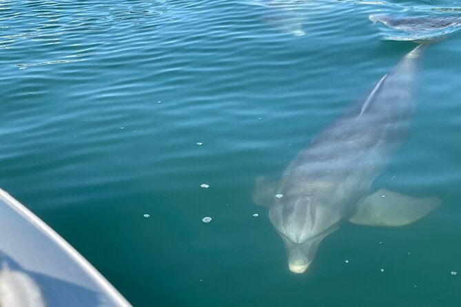 4 Hour Private Boat Tour in Sarasota Bay - The Sum Up