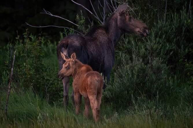 4 Hour Private Guided Driving or Hiking Tour in Rocky Mountain National Park - Common Questions