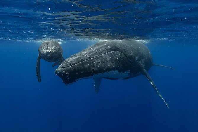 4 Hours of Humpback Whale Watching in Tahiti - Good To Know