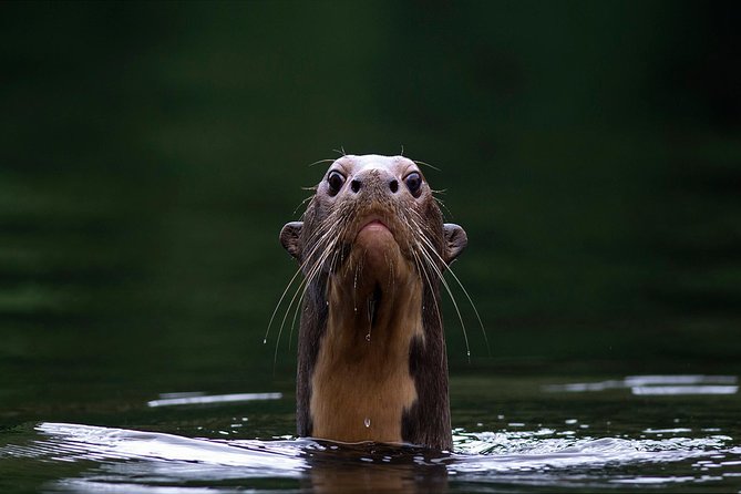 5-Day Manu Jungle All-Inclusive Small-Group Wildlife Tour  - Cusco - Common Questions