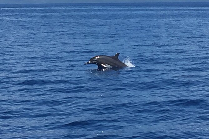 5h Respectful Whale Excursion Complete - Reviews and Customer Testimonials