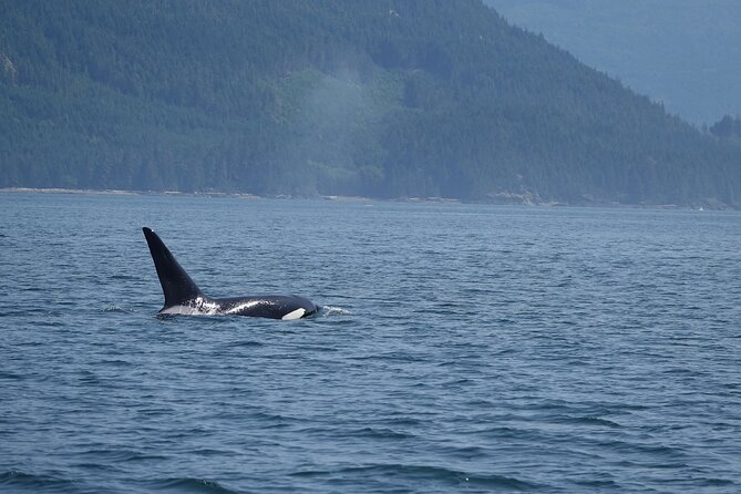 6 Hour Zodiac Whale Watching Tour - Important Tour Information and Guidelines