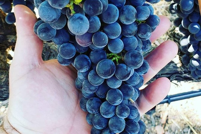 6hr - Napa Wine Tasting Tour in a Luxury Vehicle With Route Planning Assistance - The Sum Up