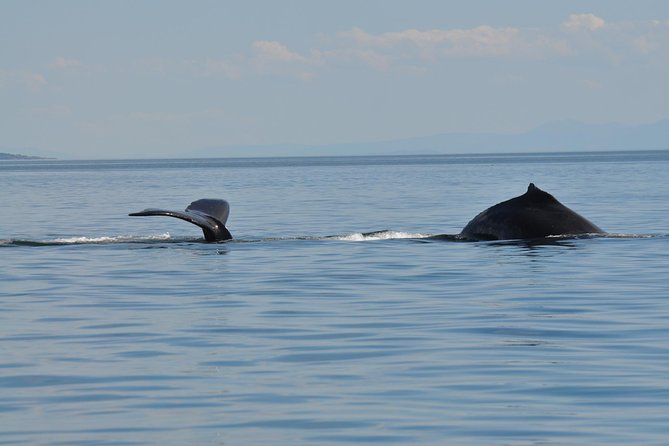 7-8 Hour Zodiac Whale Watching Tour - Tour Itinerary