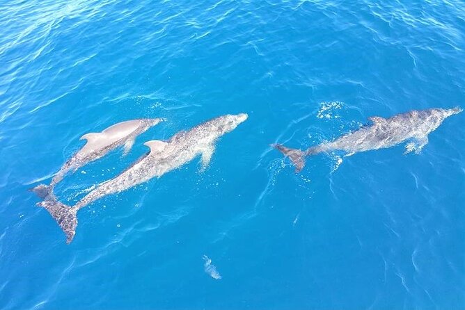 8-Hour Sailing Charter From Fort Lauderdale - Pricing and Contact Information