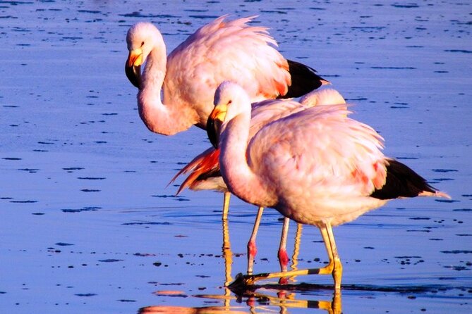 8-Hours Tour in Arequipa Laguna De Salinas With Pick-Up - Directions