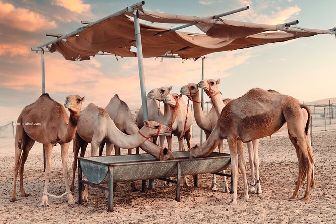 Abu Dhabi Evening Desert Safari BBQ, Camel Ride, Entertainments - Cancellation Policy