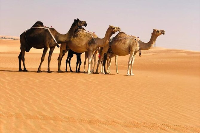 Abu Dhabi Evening Tour Desert Safari BBQ Camel Ride and Live Show - Live Show Entertainment