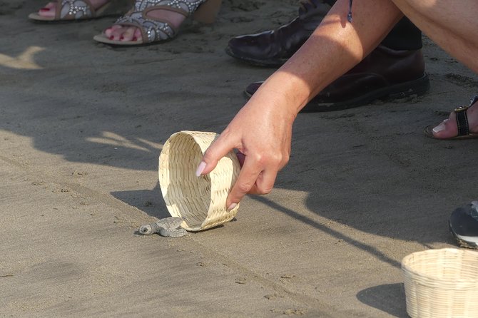 Acapulco Baby Turtle Release and Sightseeing Shore Excursion - Positive Reviews and Recommendations