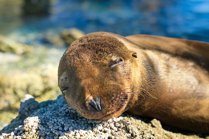 Adventure to Espiritu Santo Island: Snorkel With Sea Lions and Beach - Reviews and Positive Feedback