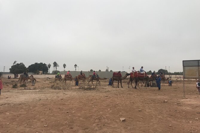 Agadir Camel Riding - Spotting Migrating Birds