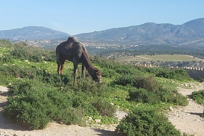 Agadir City Tour From Riu Palace Tikida Taghazout - Agadir Kasbah and Oufella Ruins