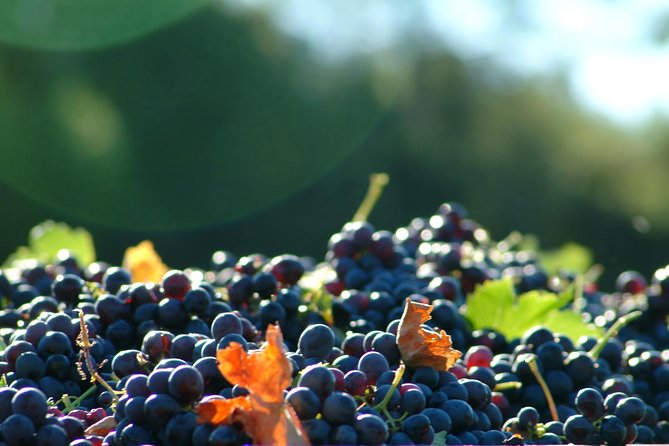Aix-en-Provence Half-Day Wine Tour Including Tasting, Transfer - Additional Information