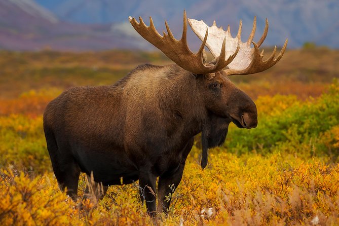 Alaska 9-Day National Park Adventure  - Anchorage - The Sum Up