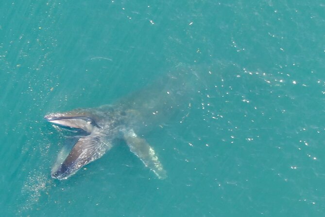 Alaska Whale-Watching Cruise With Live Drone Footage  - Hoonah - Customer Reviews