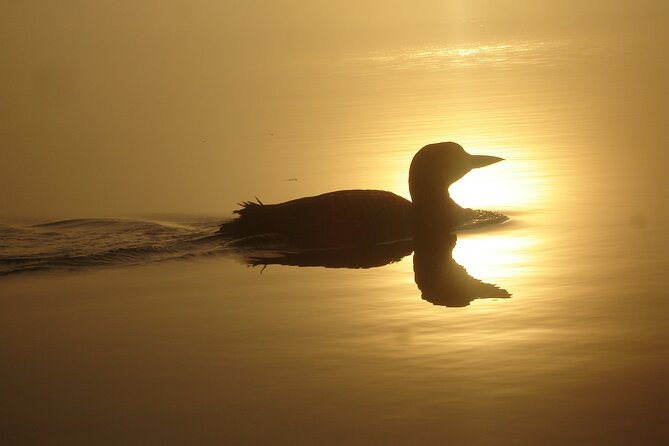 Algonquin Park 4-Day Luxury Moose/Beaver/Turtle Camping & Canoeing Adventure - Camping Equipment