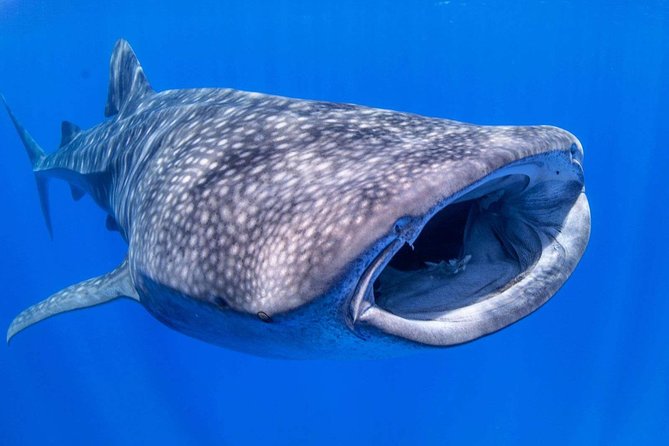 Alii VIP Whale Tour - Cancellation Policy
