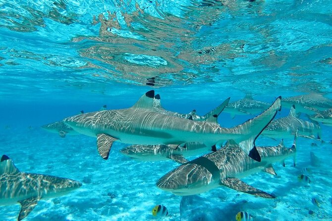 All-Day Small-Group Snorkeling Excursion in Bora Bora - Cancellation Policy