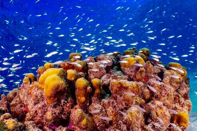 All-Inclusive Culebra Snorkeling Trip - Important Reminders and Requirements
