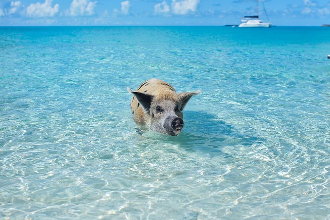 All Inclusive Intimate Pig Beach Excursion to Exuma Swimming Pigs Has 7 Stops - Visit Pig Beach and Meet the Swimming Pigs