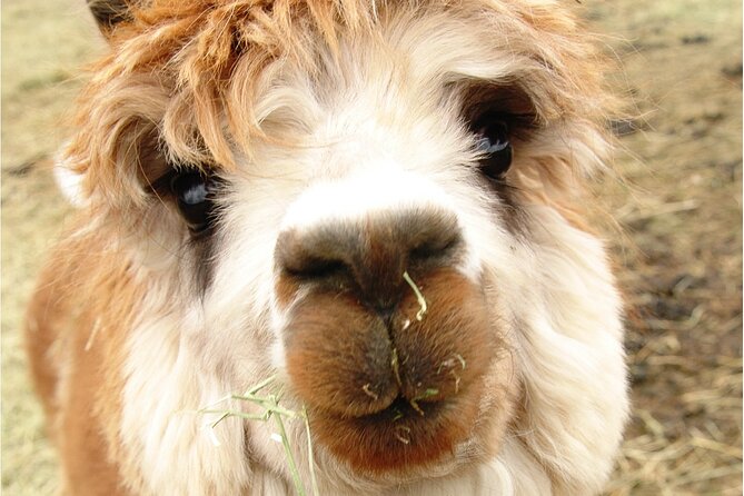Alpaca and Llama Farm Tour - Additional Information