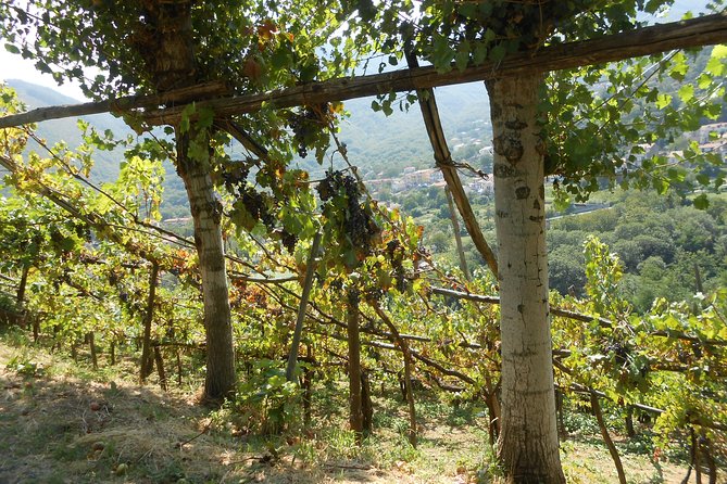 Amalfi Coast Private Bike Tour: Amalfi - Chiunzi Pass - Maiori - Common Questions