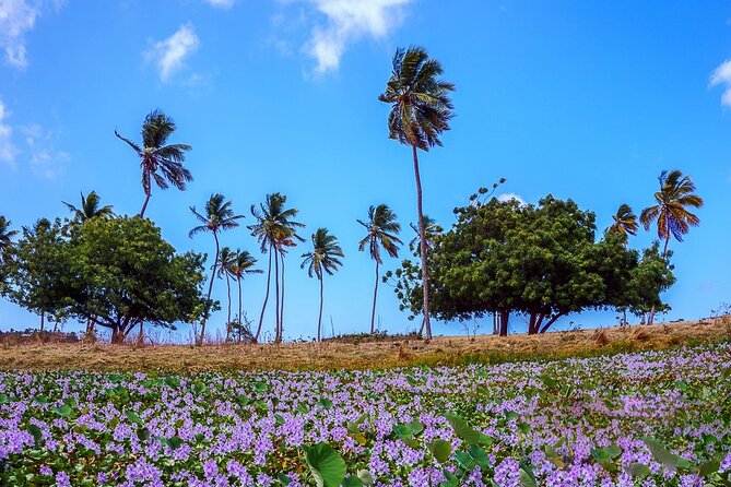Antigua Shore Excursion: Round Island Tour - Nelsons Dockyard National Park